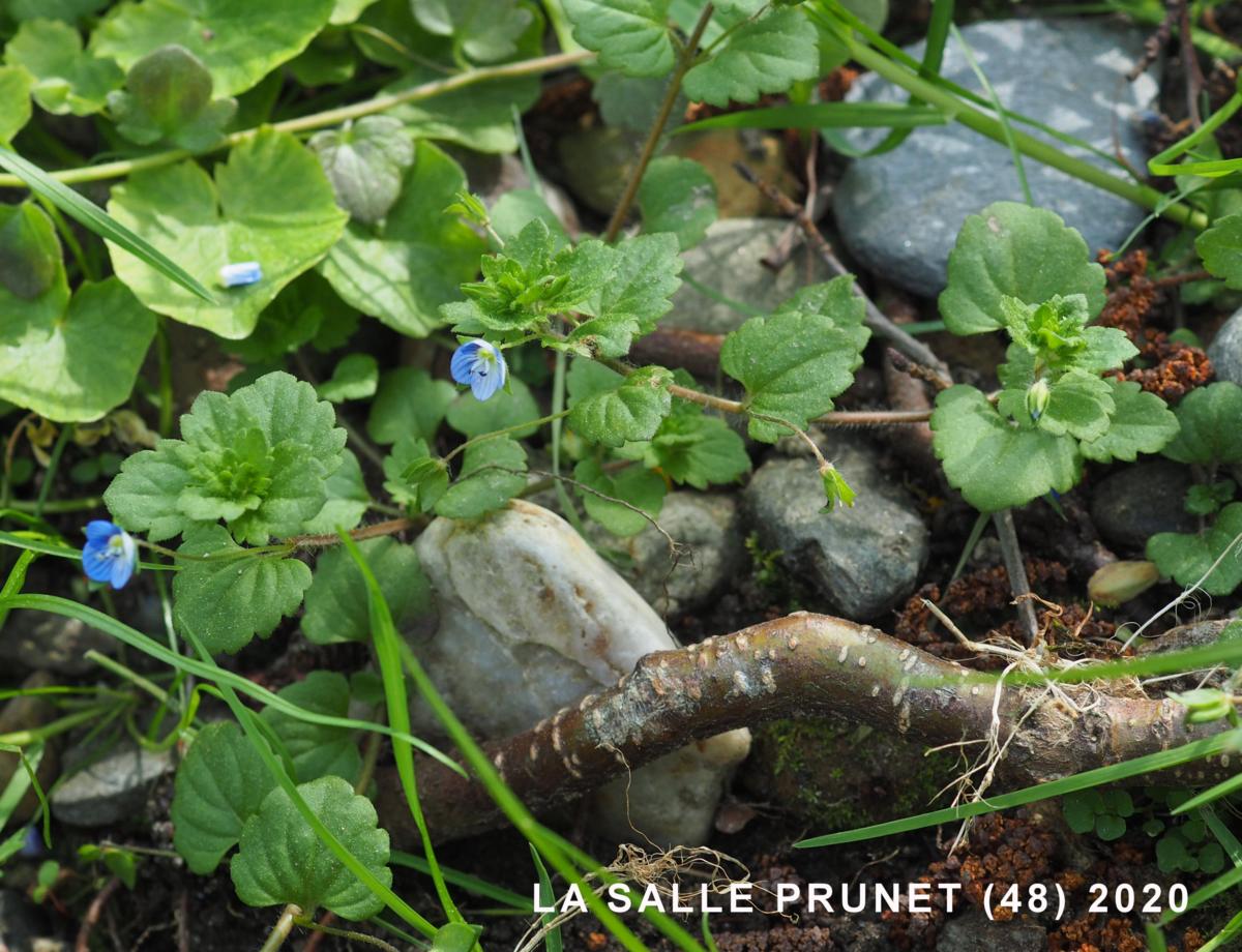 Speedwell, Field, Buxbaum's Speedwell plant